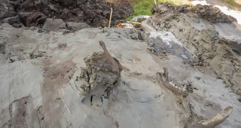 Archaeologists Excavating A Bog In Sweden Just Came Across A 5,000-Year-Old Dog Burial