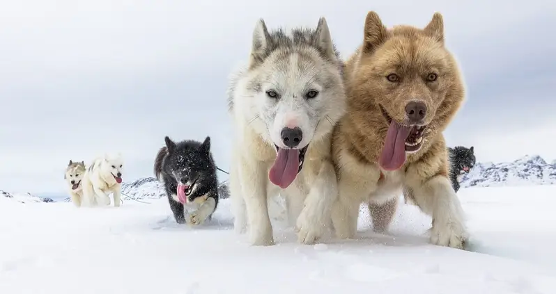 Surprising Study Finds That Most Modern Dogs Have Wolf DNA — And Reveals Which Breeds Are Most Wolflike
