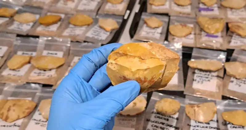 Archaeologists In The Australian Outback Just Unearthed A Trove Of Stone Tools Buried By Aboriginal Peoples 170 Years Ago