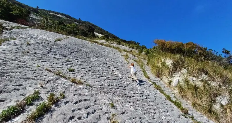 Rock Climbers In Italy Stumble Upon Evidence Of An 80-Million-Year-Old Sea Turtle Stampede
