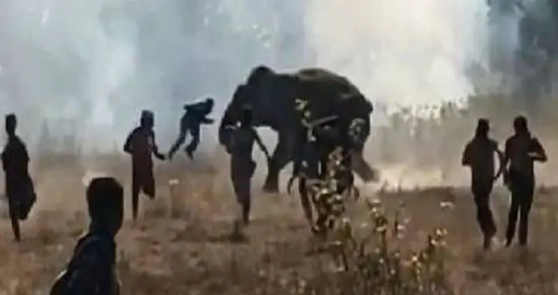 A Rogue Elephant In India Has Killed More Than 20 People Since The Start Of The Year