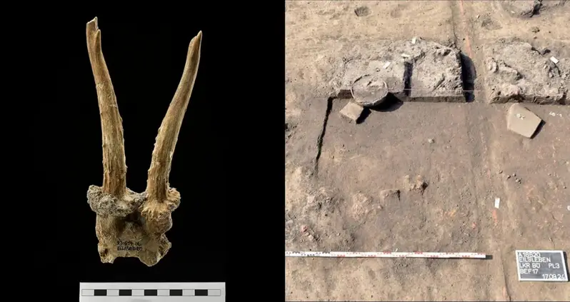 Archaeologists In Germany Unearthed A 7,500-Year-Old Headdress Made From A Deer’s Skull And Antlers