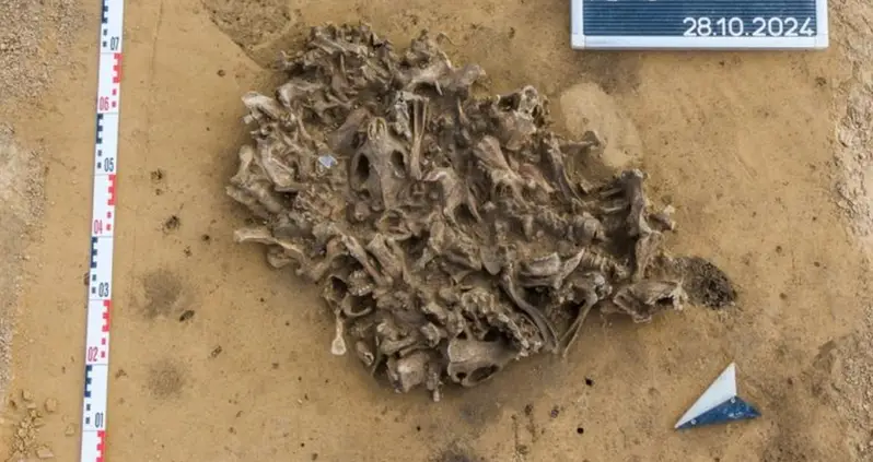 Power Line Construction In Germany Turns Up A 7,000-Year-Old Pit Filled With Beaver Remains