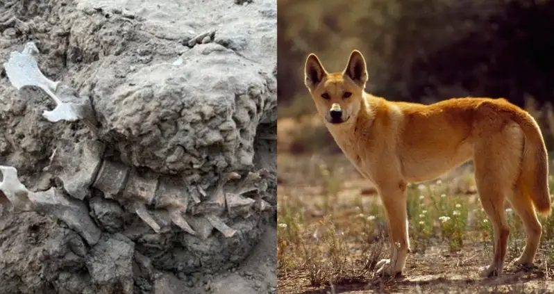 Archaeologists In Australia Discover An Ancient Dingo That Had Been Ceremonially Buried And Tended To By Aboriginals For Centuries