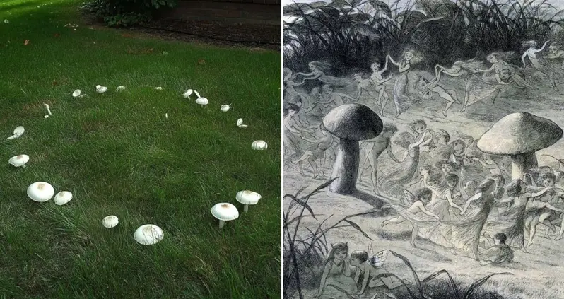 Woman Notices Mushrooms In Her Yard Growing In Strange Pattern. Then People Warn Her What It Really Is: ‘Respectfully Get OUT’