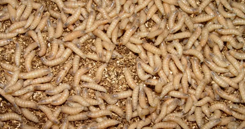 The Full Story Behind The Stomach-Turning Screwworm Infestation That’s Prompted Bans On American Beef