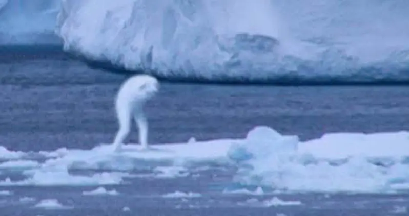 What Is The Ningen, The Mermaid-Like Cryptid Of Japanese Lore?