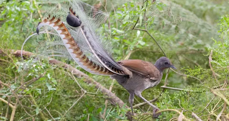 Man Goes On A Walk In The Australian Wilderness, Then He Comes Across An Incredibly Rare Lyrebird