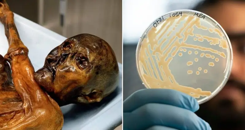 Scientists Just Used Yeast From Ötzi The Iceman’s 5,300-Year-Old Corpse To Make Sourdough Bread