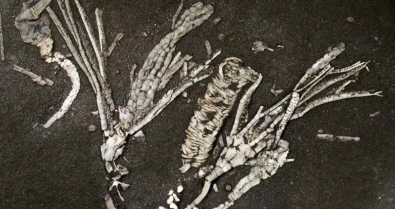 ‘One In A Million’: Scientists Stunned By 450-Million-Year-Old Sea Creature Fossil That Still Has Soft Tissue Intact