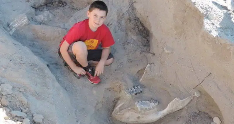 A 9-Year-Old In New Mexico Uncovered A 1.2 Million-Year-Old Stegomastodon Fossil After Tripping Over It