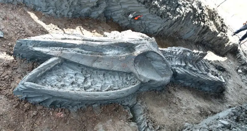 Researchers Just Uncovered An Ancient 39-Foot Whale Skeleton In Southern Thailand