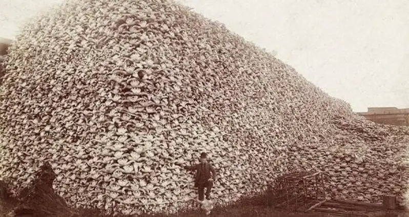 Haunting Photos Of The Mass Extermination That Almost Wiped Out The American Bison