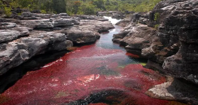 Colombia’s Stunning River Of Five Colors