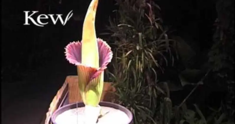 Nature’s Five Most Peculiar Plants