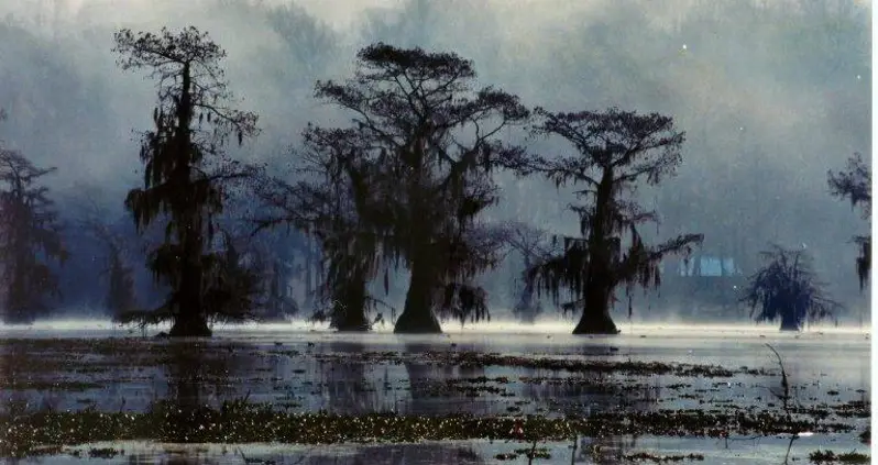 Five Amazing Sunken Forests