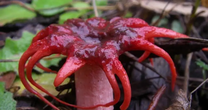 The World’s Largest And Smelliest Flowers