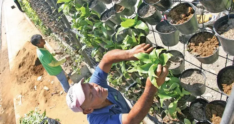 Vertical Gardens, An “Up” And Coming Green Trend