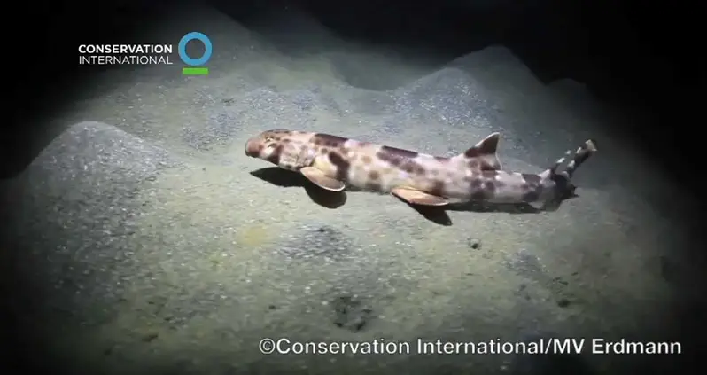 13 Intriguing New Species Discovered In 2013