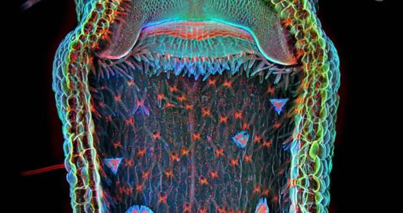The 2013 Winners Of Olympus BioScapes’ Microscopic Photography Contest