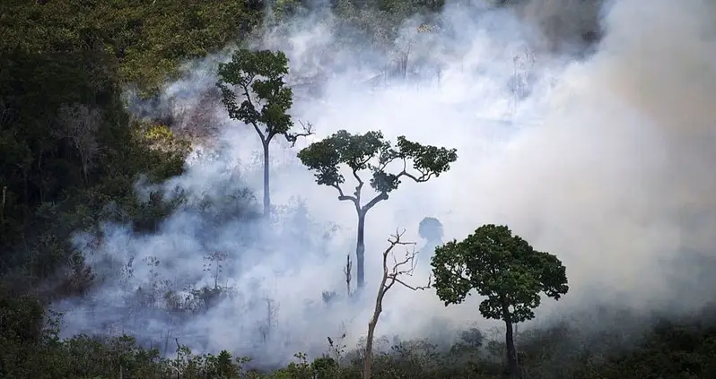 25 Amazing Rainforest Facts You’ve Never Heard