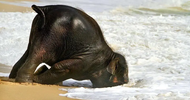 20 Animals On The Beach Who Love Summer More Than You