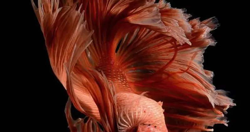 This Betta Fish Photography Is Anything But Basic