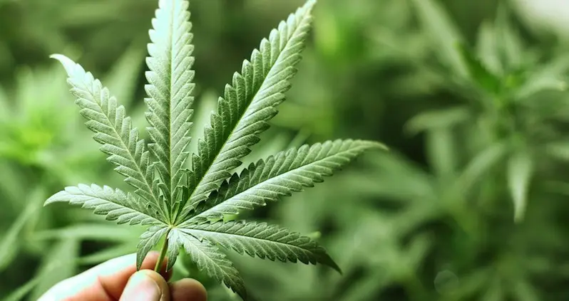 Can Marijuana Cure Epilepsy?