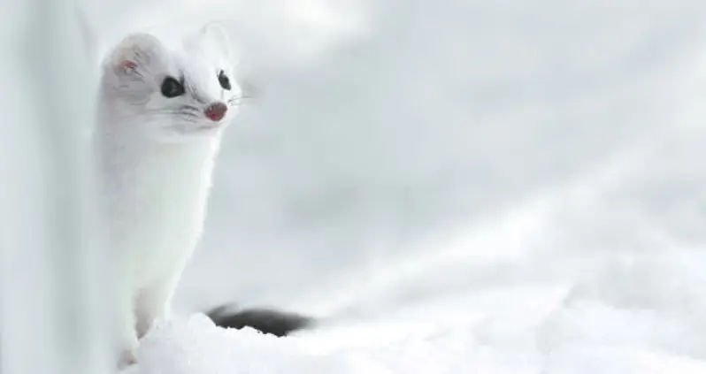 Surviving Winter In The Arctic: Animal Adaptations