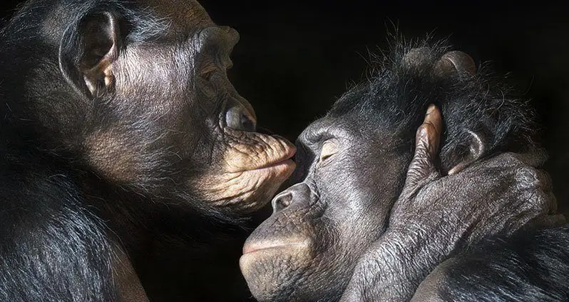 Animal Facts: Love And Sex In The Animal Kingdom
