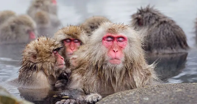 Jigokudani Monkey Park: Where Snow Monkeys Go To Hot Tub