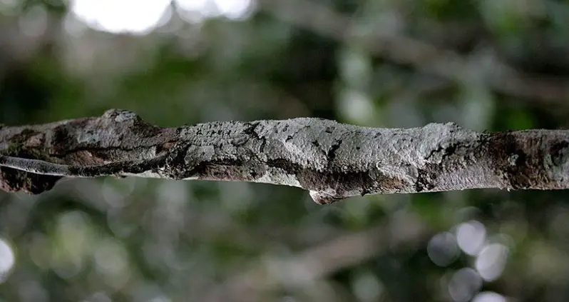 27 Animals That Don’t Think You Can See Them