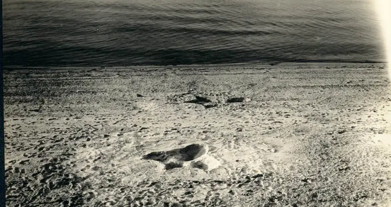 The Summer Of Nantucket’s Sublime Sea Serpent