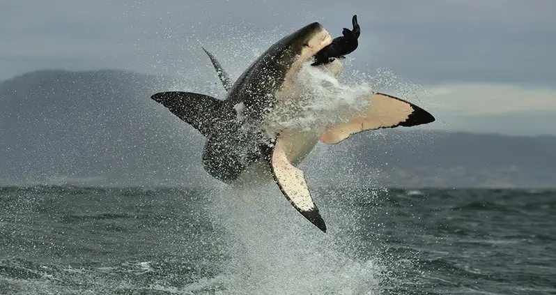 15 Great White Shark Facts That Will Shatter Your Assumptions