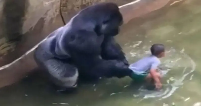 Animal Experts Weigh In On Harambe The Gorilla’s Death