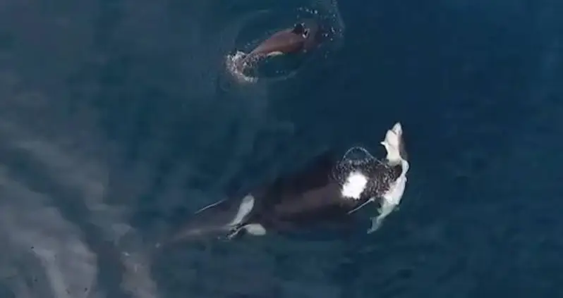 Killer Whales Take Turns Eating Shark Alive In Drone Video