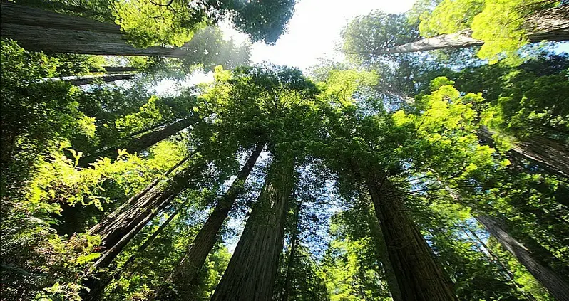 How Trees “Talk” To One Another