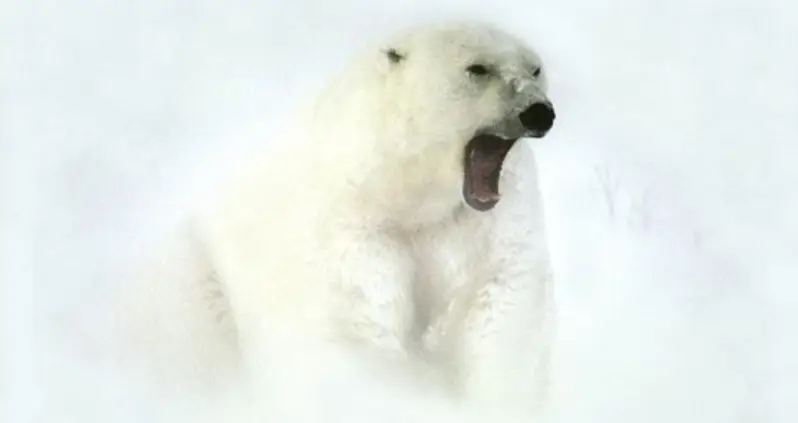 Evidence Of Fabled “King Polar Bear” May Have Just Been Discovered In Alaska