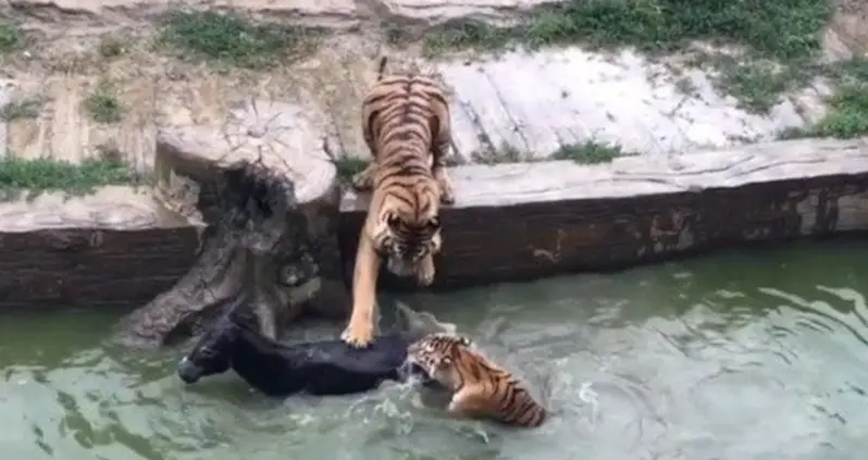Animal Activists Furious After Live Donkey Fed To Tigers At Chinese Zoo (VIDEO)
