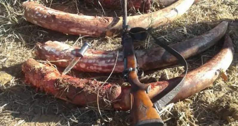 One Poacher Killed, Another Wounded After Authorities Catch Them In The Act