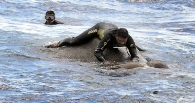 Watch This Elephant Stranded Nine Miles Out At Sea Get Rescued By The Sri Lankan Navy