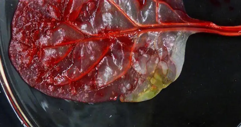 Scientists Turn A Spinach Leaf Into Beating Heart Tissue (VIDEO)