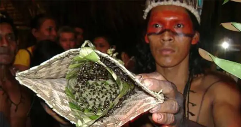 The Excruciating Bullet Ant Glove Test Of The Mawé People [VIDEO]