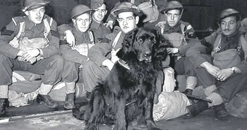 Dickin Medal Recipients From Sgt Reckless To Simon The Cat