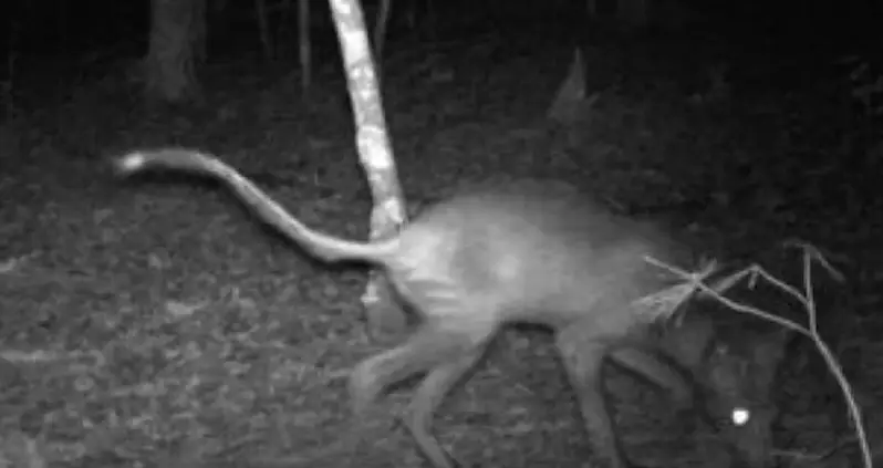 Inside The Chupacabra Legend And Its Stories Of Blood-Sucking Terror