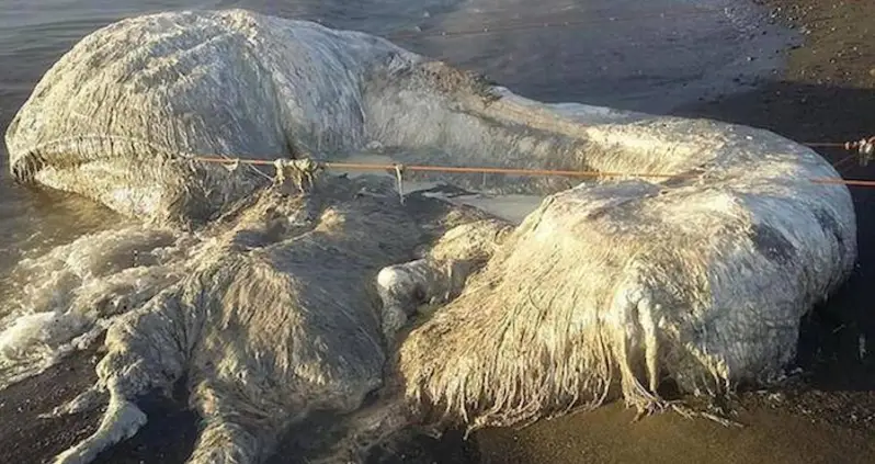 A Giant Hairy-Looking Mystery Creature Washed Ashore In The Philippines — And It Smells Awful