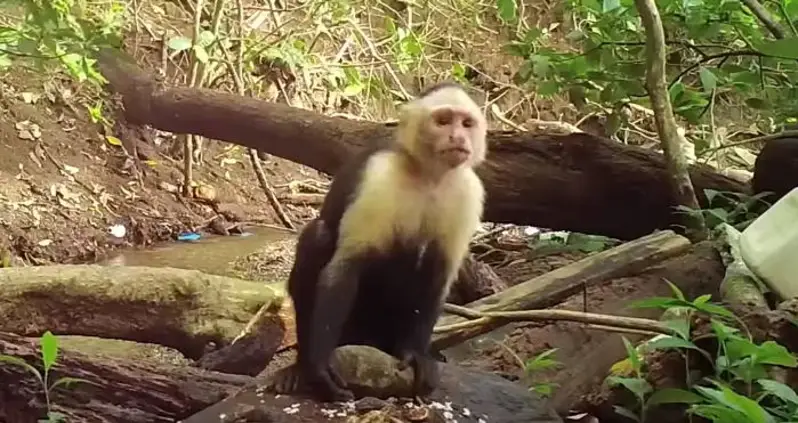 These Central American Monkeys Have Officially Entered The Stone Age [VIDEO]