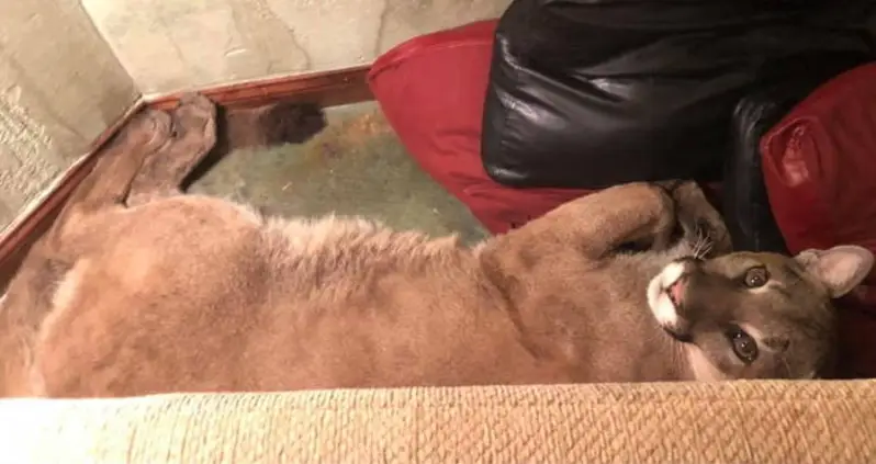 Oregon Woman Found A Mountain Lion In Her Living Room — And Says Telepathy Helped Her Get It Out