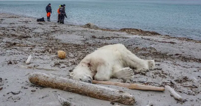 Polar Bear Shot And Killed After Tourists Encroach On Remote Territory