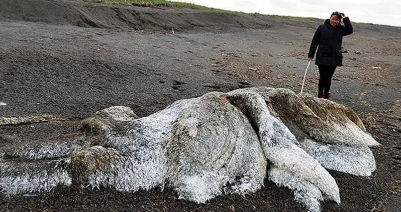 ‘Hairy Sea Monster’ With No Discernible Head Or Eyes Washes Up On Russian Beach